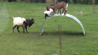 Goats Have Fun Balancing On Flexible Steel Ribbon