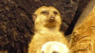 Exhausted Meerkat Struggles To Stay Awake