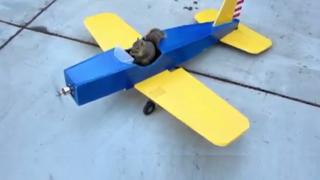 Squirrel Hijacks A Model Airplane