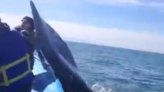 Girl Gets Slapped In The Face By A Whale