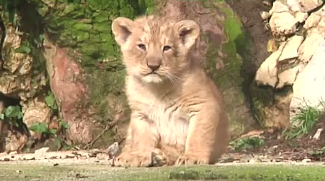 French Zoo Cautiously Debuts Rare Lion Cubs