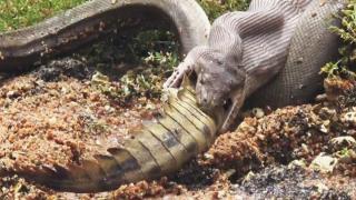 Caught On Camera: Snake Devours Crocodile after 5 Hour Battle