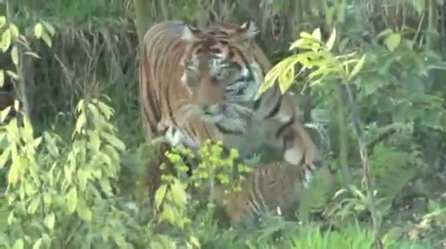Sumatran Tiger Cubs Debut at London Zoo