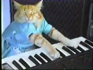Keyboard Cat - Funny