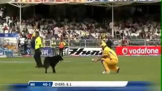 A Funny Dog in IPL Cricket Field Very Funny