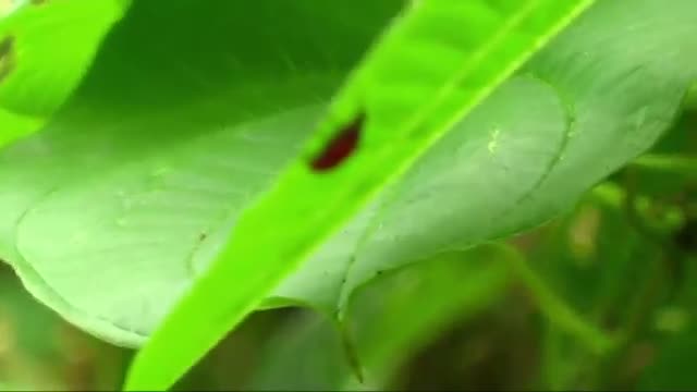 Beetle-Rearing Lab Combats Invasive Vine in Fla.