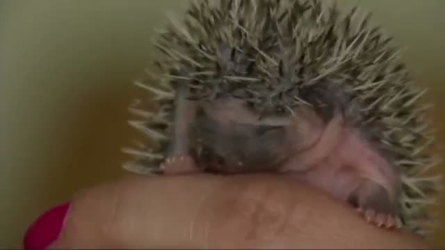 Prickly Pocket Pets Gaining Popularity