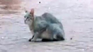 African Wild Cat Kills A Bird While Doing A Backflip - Latest Wildlife Sightings