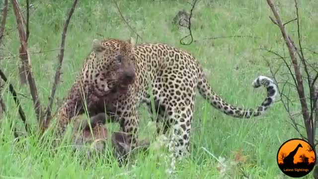 Leopard Killing Warthog (Graphic) - Latest Wildlife Sightings