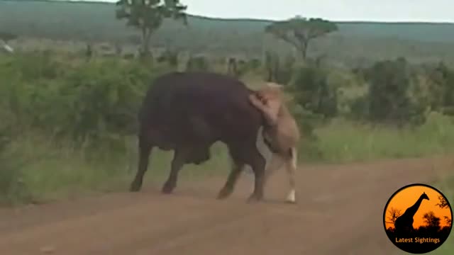 Lion Versus a Big Buffalo Bull - Latest Wildlife Sightings