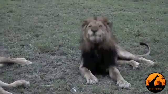 Huge Male Lion VERSUS a ... Fly - Latest Wildlife Sightings