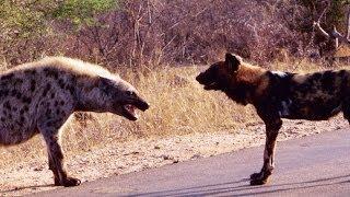 Standoff Between A Pack of Wild Dogs and Spotted Hyenas - Latest Wildlife Sightings