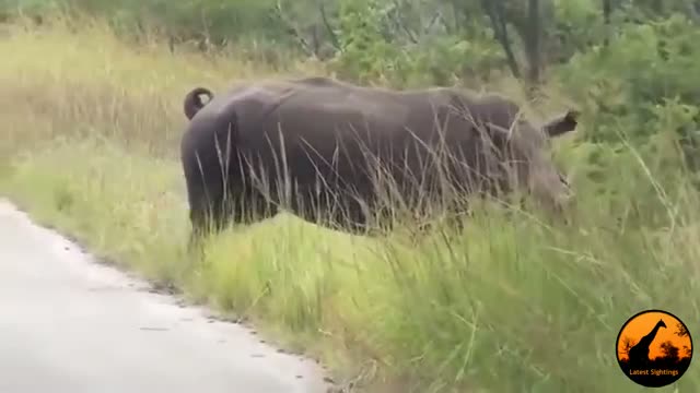 Dehorned Rhino Seen on the Road in the Kruger National Park - Not for sensitive viewers