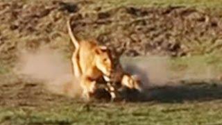 RARE: Lion Kills Crocodile and Then Doesn't Want to Share - Latest Wildlife Sightings