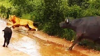 Buffalo Chases A Hunting Lion From Her Newborn Calf - Latest Wildlife Sightings