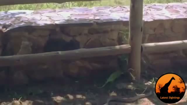 Snake (Female Boomslang) Hunts Chameleon - Latest Wildlife Sightings