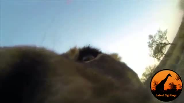Lions Play With A GoPro! - Latest Wildlife Sightings