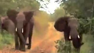 2 Angry Elephants Unexpectedly Charge A Car - Latest Wildlife Sightings