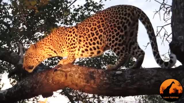 Leopard Calling For Cubs - Latest Wildlife Sightings