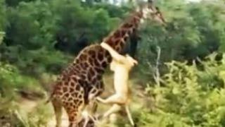 Lion Pride Kill Giraffe in Riverbed - Latest Wildlife Sightings