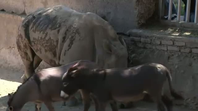 Donkeys Call Rhino Roommate at Tbilisi Zoo