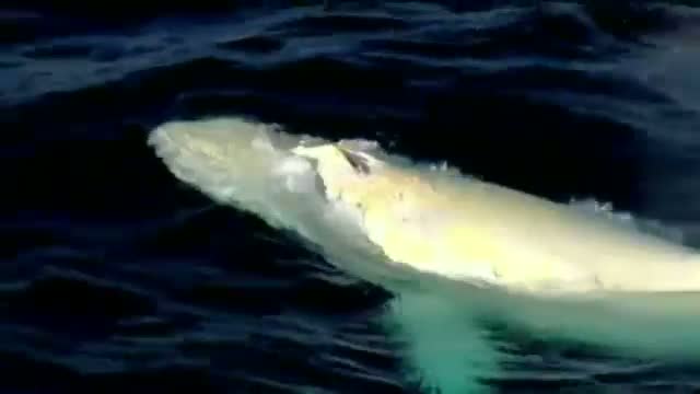 Rare Humpback Whale Spotted in Australia