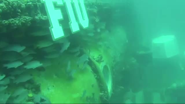 Cousteau's Grandson Talks of Life Undersea