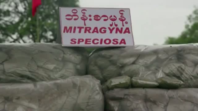 Mounds of Seized Drugs Burned in Myanmar