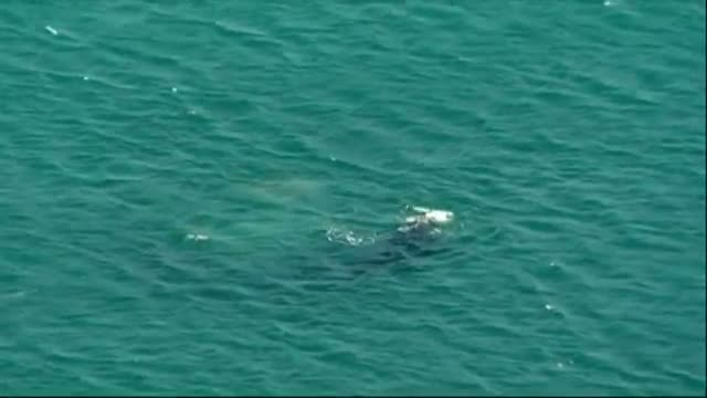 Whale Appears Near Sydney Beach