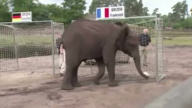 Raw: Elephant Predicts Germany World Cup Win