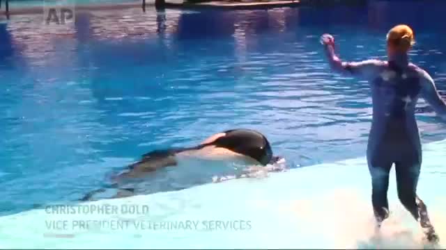Orcas Do Worst in Captivity, Sea Lions Do Better