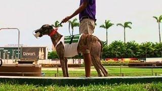 Track Owners Fight to End Greyhound Racing