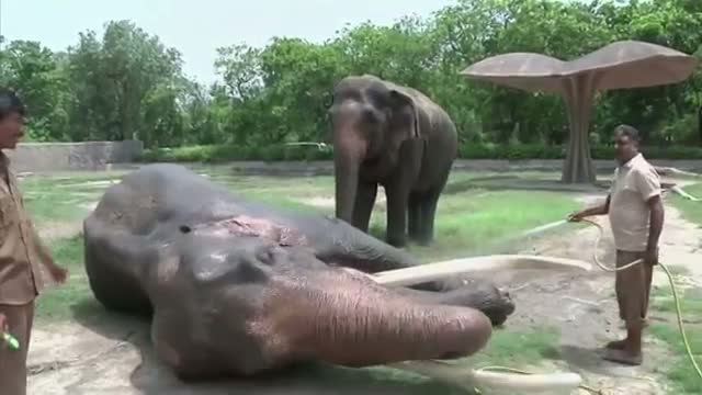 India Zoo Keeps Animals Cool in Heatwave