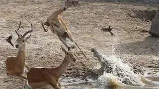 BEST Animal Attacks Compilation - MUST SEE