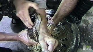 Anaconda Engulfs Man's Hand | World's Scariest Animal Attacks