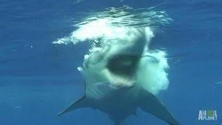 Great White Snaps Cage in Half - World's Scariest Animal Attacks