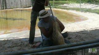 Trainer Helpless in an Alligator's Jaws - World's Scariest Animal Attacks