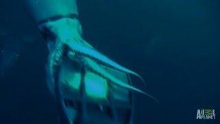 Diver Mauled in Squid Attack - Man-Eating Super Squid