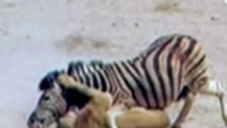 Untamed and Uncut- Zebra Escapes Lion's Jaws