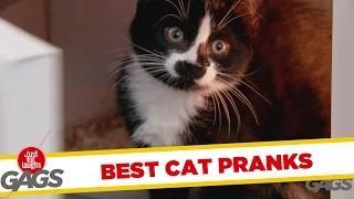 Best Cats Pranks - Best of Just for Laughs Gags