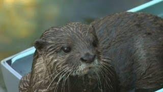 Otters Enjoy Water Slides at Japan Zoo