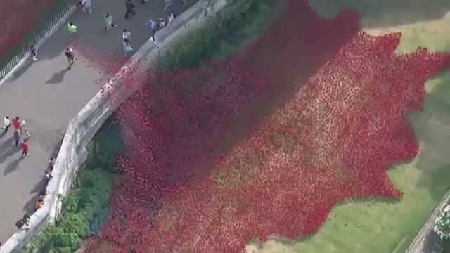 Poppies at Tower of London Honor WWI Dead
