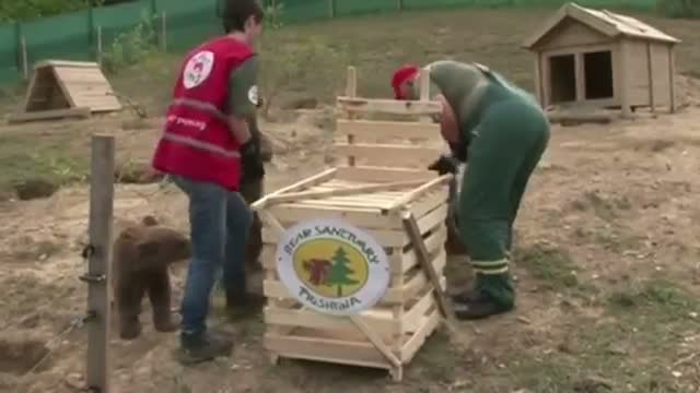 Brown Bear Cubs Rescued in Kosovo