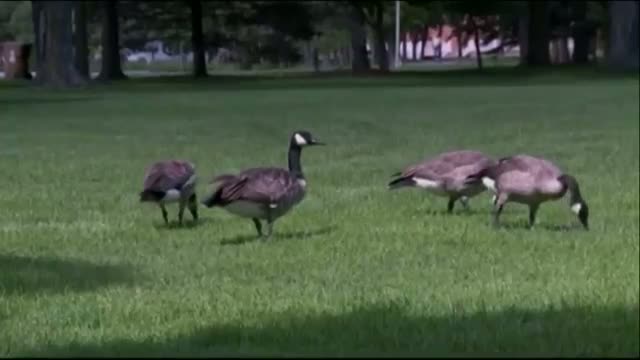 Fake Dogs Scare Real Geese From Wis. Park