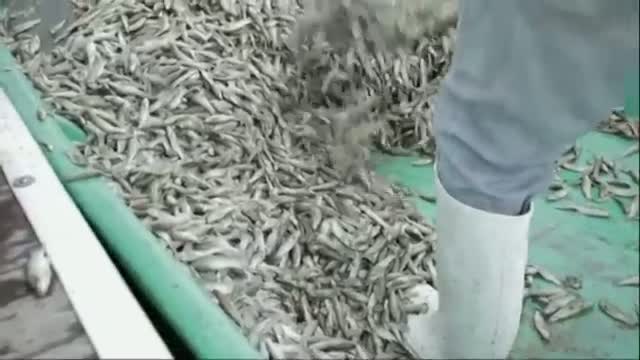 Thousands of Fish Dead in Mexico Lake