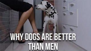 Dogs are better than men....10 Reasons Why