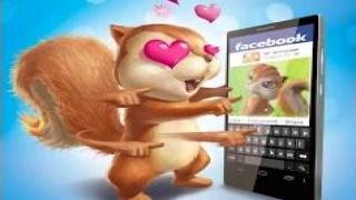 A cute squirrel even learnt to use Facebook to hook up a girl friend!