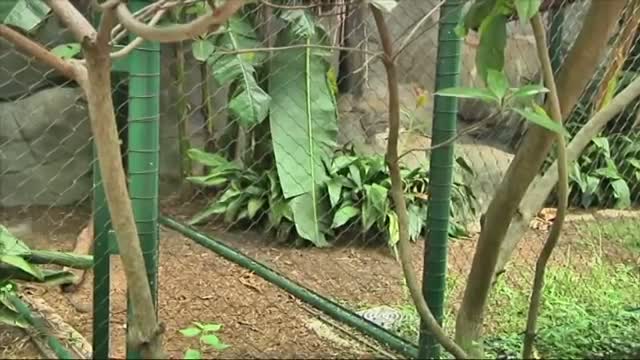 Clouded Leopards Make Houston Zoo Debut 