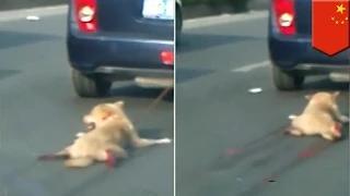 Dog dragged behind car in China sparks online manhunt for perpetrator