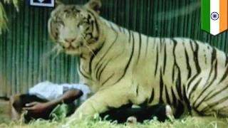 Jaws of death: tiger kills man who fell into New Delhi zoo enclosure - Caught on Video!